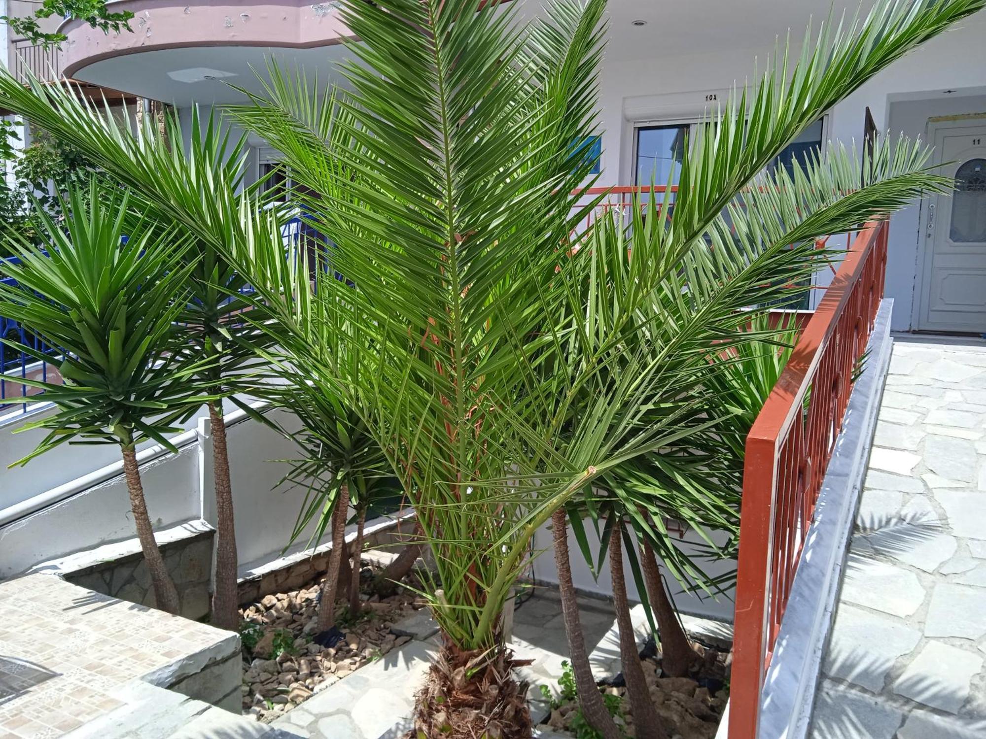 ניאה מיכאניונה Blue Moon Apartments חדר תמונה